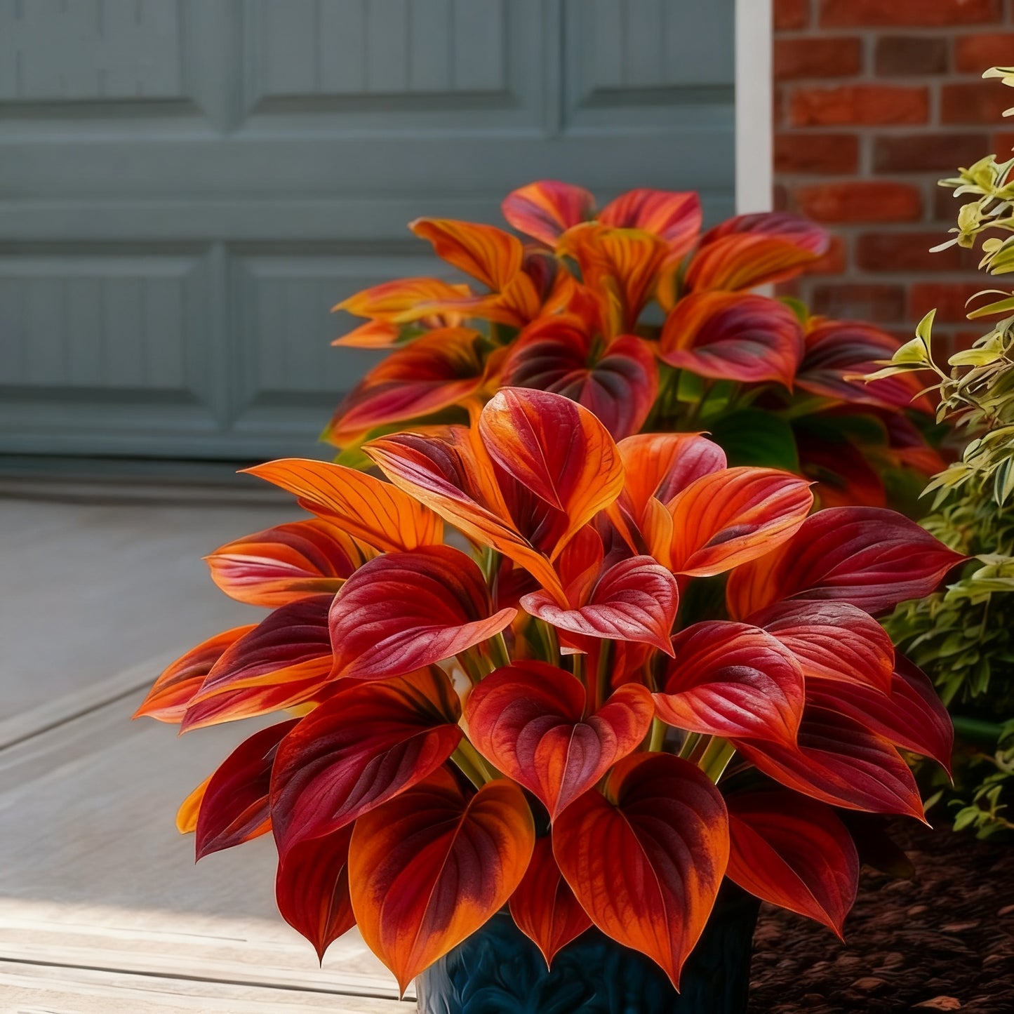 ⏰Last Day Promotion 40% 🌈🔥 Limited Edition Rainbow Flame Hostas -Rare Multicolor Foliage, Exclusive to Our Store 🌸
