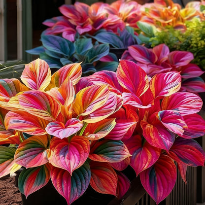 ⏰Last Day Promotion 40% 🌈🔥 Limited Edition Rainbow Flame Hostas -Rare Multicolor Foliage, Exclusive to Our Store 🌸