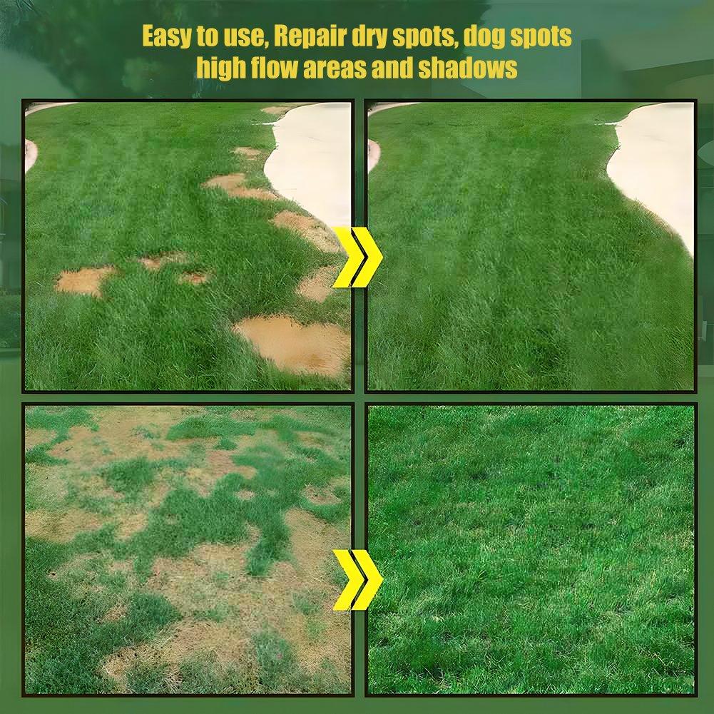 🌱🌱7-Day Germination Evergreen Dwarf Grass Seed