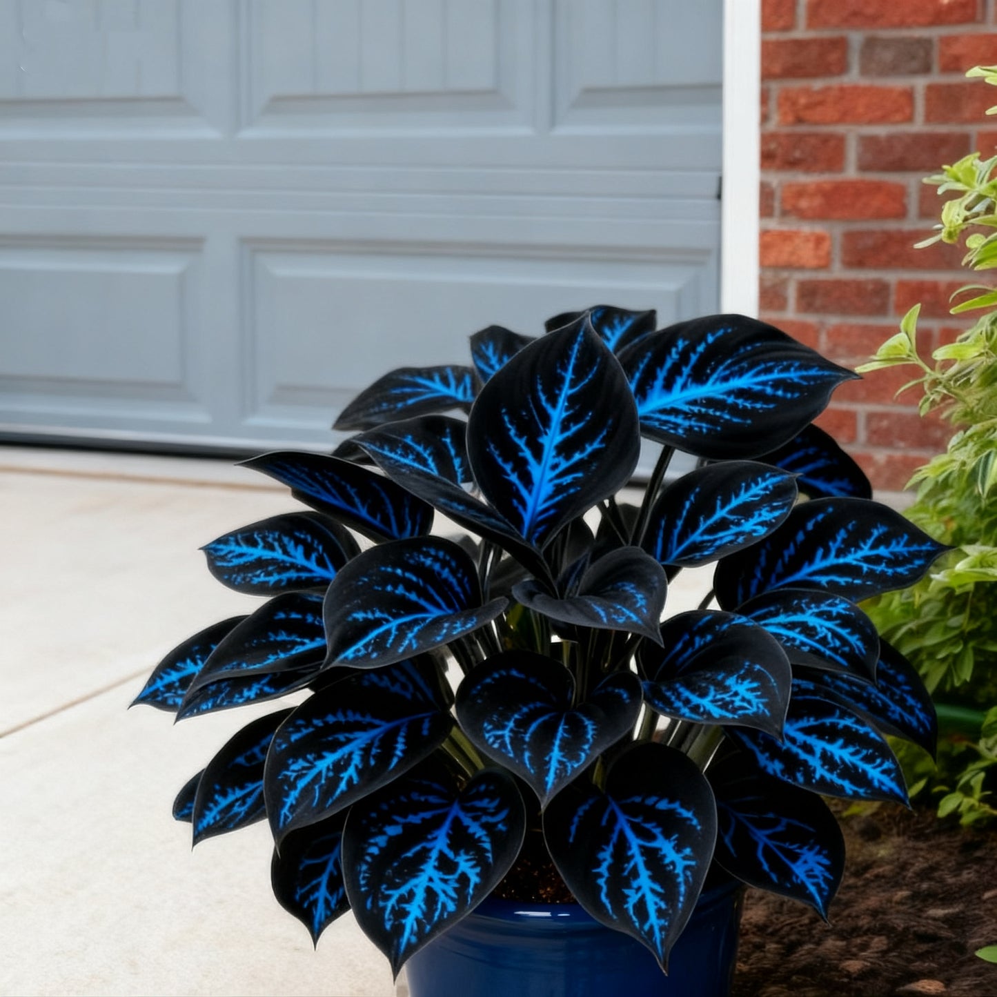 ⏰Last Day Promotion 40% 🌈🔥 Limited Edition Rainbow Flame Hostas -Rare Multicolor Foliage, Exclusive to Our Store 🌸