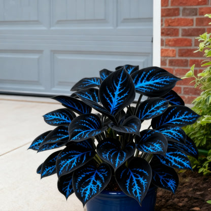 ⏰Last Day Promotion 40% 🌈🔥 Limited Edition Rainbow Flame Hostas -Rare Multicolor Foliage, Exclusive to Our Store 🌸