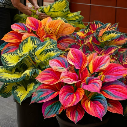 ⏰Last Day Promotion 40% 🌈🔥 Limited Edition Rainbow Flame Hostas -Rare Multicolor Foliage, Exclusive to Our Store 🌸