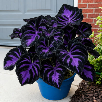 ⏰Last Day Promotion 40% 🌈🔥 Limited Edition Rainbow Flame Hostas -Rare Multicolor Foliage, Exclusive to Our Store 🌸