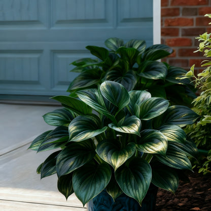 ⏰Last Day Promotion 40% 🌈🔥 Limited Edition Rainbow Flame Hostas -Rare Multicolor Foliage, Exclusive to Our Store 🌸