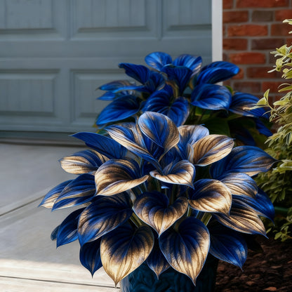 ⏰Last Day Promotion 40% 🌈🔥 Limited Edition Rainbow Flame Hostas -Rare Multicolor Foliage, Exclusive to Our Store 🌸