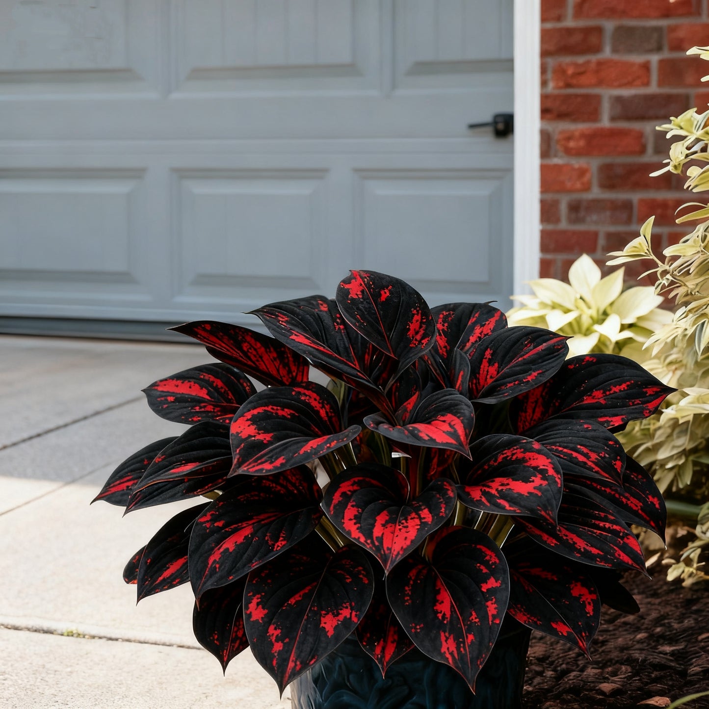 ⏰Last Day Promotion 40% 🌈🔥 Limited Edition Rainbow Flame Hostas -Rare Multicolor Foliage, Exclusive to Our Store 🌸