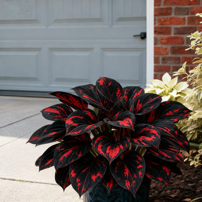 ⏰Last Day Promotion 40% 🌈🔥 Limited Edition Rainbow Flame Hostas -Rare Multicolor Foliage, Exclusive to Our Store 🌸