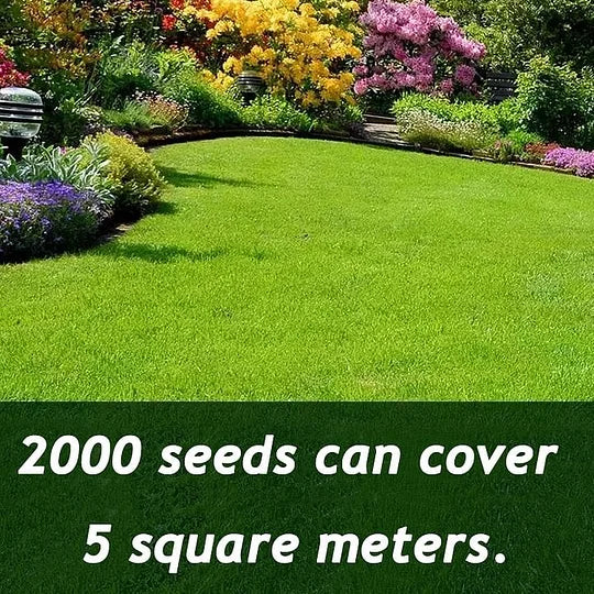 🌱🌱7-Day Germination Evergreen Dwarf Grass Seed